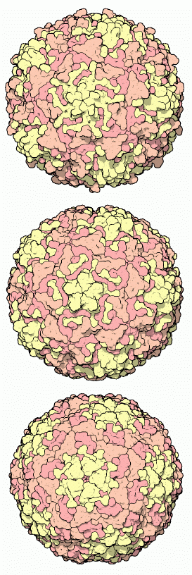 上：ポリオウイルス（PDB:2plv）　中央：ライノウイルス（PDB:4rhv）　下：口蹄疫ウイルス（PDB:1bbt）