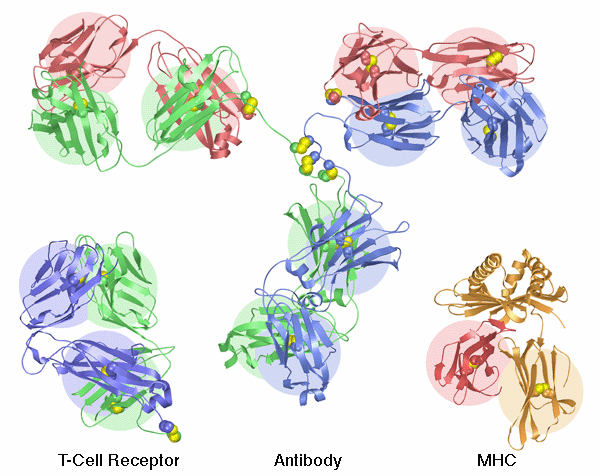 ３つの免疫機構タンパク質。左：T細胞受容体（PDB:1tcr、４ドメイン）　中央：抗体（PDB:1igt、12ドメイン）　右：MHC（PDB:2hla、２ドメイン）
