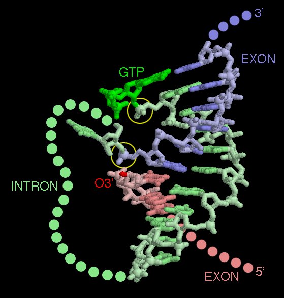 運搬RNA前駆体（PDB:1u6b）のスプライシング反応の様子