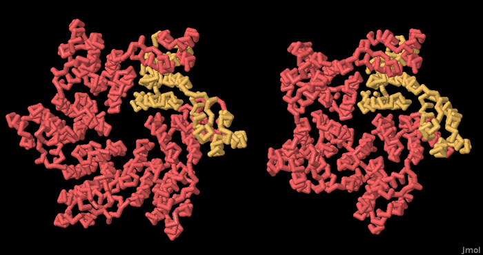 左：6量体のHIVカプシド（PDB:3mge）、右：5量体のHIVカプシド（PDB:3p05）