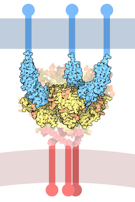 HIV外被糖タンパク質のgp120とヒト細胞の表面にあるCD4（PDB:1gc1）