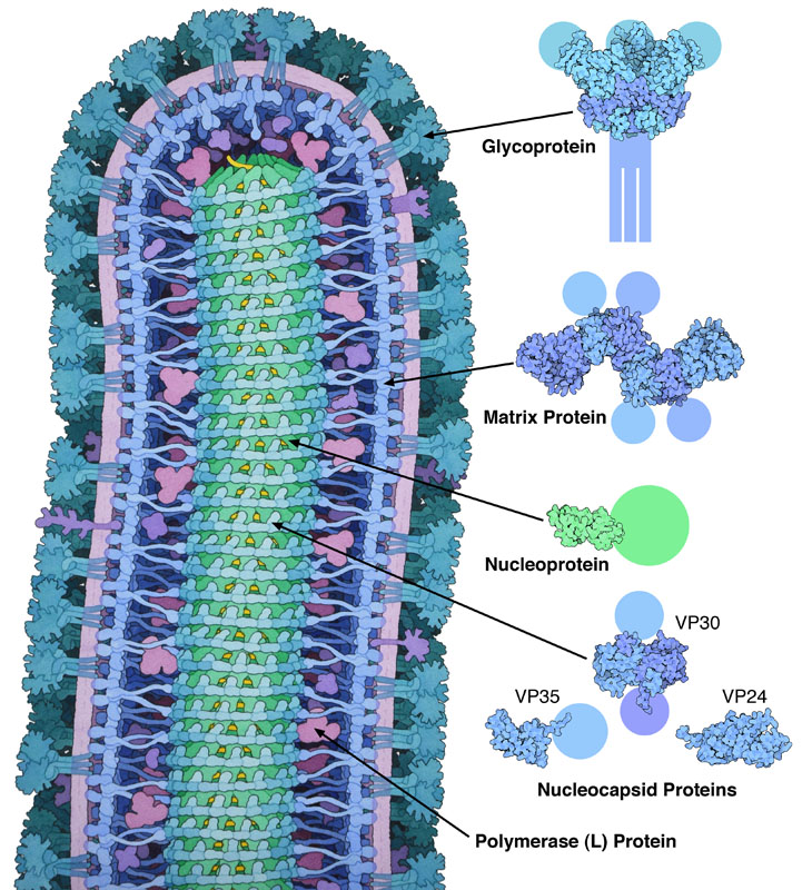エボラウイルスの全体構造（左）とその構成タンパク質（右、上から糖タンパク質 PDB:3csy、基質タンパク質 PDB:4ldd、核タンパク質 PDB:4qb0、ヌクレオカプシドタンパク質 PDB:3vne、3fke、2i8b）