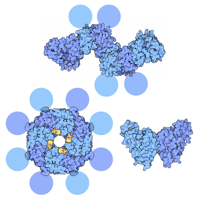 様々な集合数を取るエボラウイルスの基質タンパク質（上：粒子構造タンパク質 6量体 PDB:4ldd、左下：ウイルス遺伝子を転写 8量体 PDB:1h2c、右下：タンパク質の輸送 2量体 PDB:4ldb）