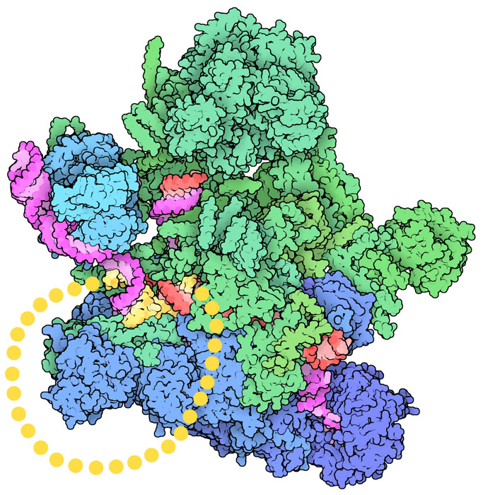 酵母のスプライソソーム。スプライシング反応が起こった後の状態をとらえたもので、「ラリアット」（lariat）と呼ばれるイントロン領域は黄色で囲って示してある。タンパク質は青と緑で、スプライソソームのRNA分子は赤とピンクで示す。