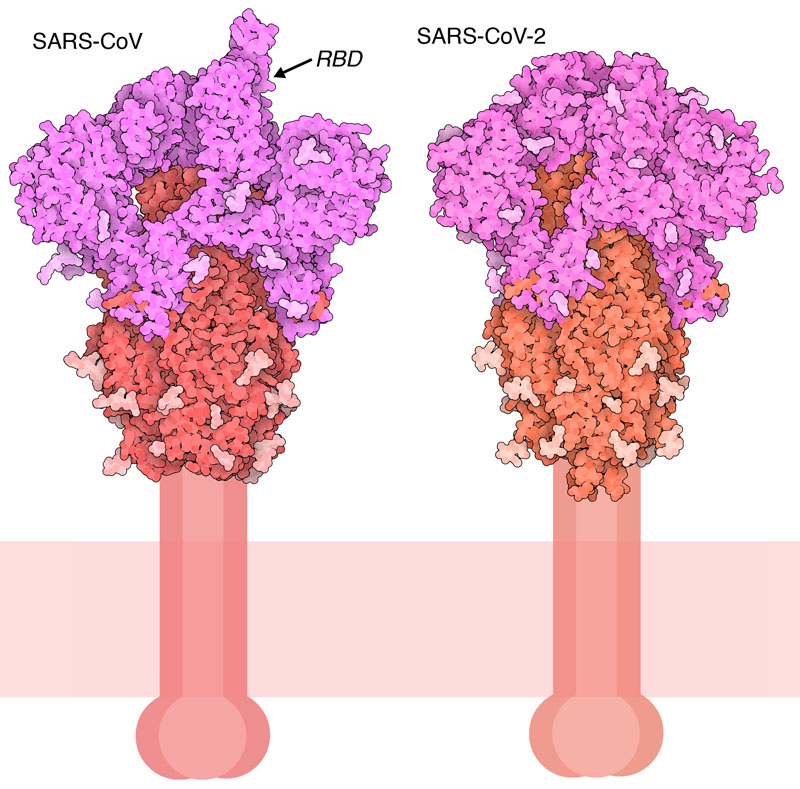 SARSコロナウイルス由来のスパイクタンパク質。上には受容体結合ドメイン（RBD）の一つが結合している。閉じた形状の構造は新型コロナウイルス（SARS-CoV-2）由来のもの。S1領域はピンク、S2領域は赤で、糖鎖修飾部位は薄い影をつけて示す。