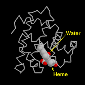 ミオグロビン（PDB:1mbn）ヘムと水が示されている