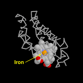 ミオグロビン（PDB:1mbn）ヘムの鉄原子が示されている
