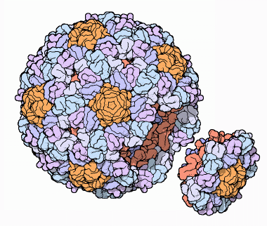 バクテリオファージφX174（PDB:1cd3）右下はスパイクタンパク質の周りに足場タンパク質が結合したカプシドの構成単位。