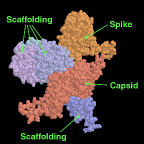 バクテリオファージφX174のカプシド構成単位（PDB:1cd3）中央の赤い部分はカプシド、上の橙の部分はスパイク、左上と下の青い部分は足場タンパク質。