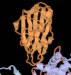 バクテリオファージφX174のスパイクタンパク質（PDB:1cd3）