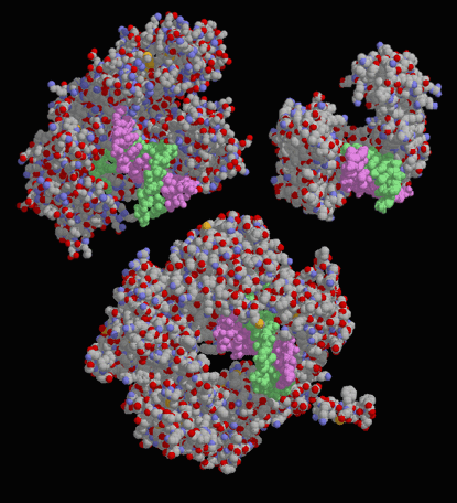 様々な生物のDNAポリメラーゼ（左上：大腸菌由来 PDB:1kln、右上：ヒト由来 PDB:1zqa、下：ウイルス由来 PDB:1clq）
