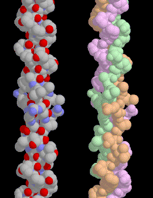 コラーゲン（PDB:1bkv）