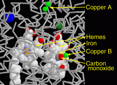 ウシ由来のシトクロムc酸化酵素（PDB:1oco）の中心部。２つの銅（CopperA）はこの酵素に電子を渡す別タンパク質の入り口、ヘム鉄と銅Ｂ（CopperB）が酸素をはさんで固定する（ここでは酸素の代わりに一酸化炭素（carbon monooxide）が結合）。
