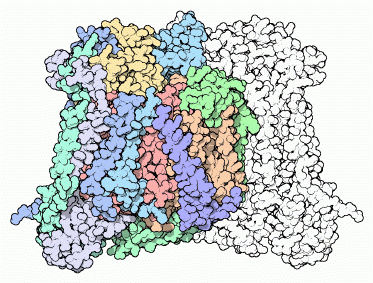 ウシ由来のシトクロムc酸化酵素（PDB:1oco） 黄・橙・赤：中心の３サブユニット、青・緑：周囲を構成する10本の付加サブユニット