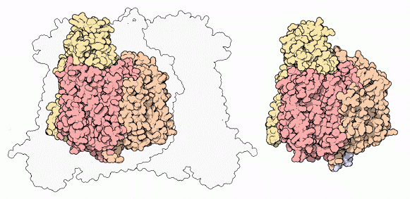 シトクロムc酸化酵素の哺乳類由来のものと細菌由来のものとの比較（左：ウシ由来（PDB:1oco）の中心の３サブユニット（黄・橙・赤）　右：細菌由来（PDB:1qle）