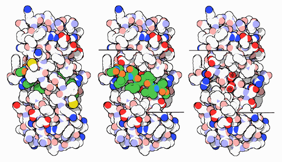 （PDB:7hvp）左は全体図、中央は全面を除去したもの（緑は阻害剤）、右は更に結合した阻害剤も除去したもの（＊は活性部位のアスパラギン酸）
