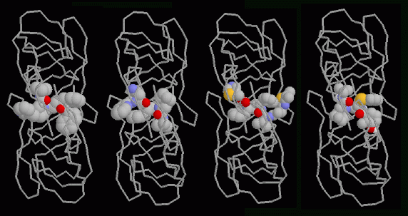 活性部位にエイズ治療薬が結合した。結合している薬は左からインジナビル（indinavir、PDB:1hsg）、サキナビル（saquinavir、PDB:1hxb）、リトナビル（ritonavir、PDB:1hxw）、ネルフィナビル（nelfinavir、PDB:1ohr）