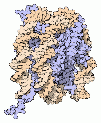 ヌクレオソーム（青：ヒストン8量体、茶：DNA）