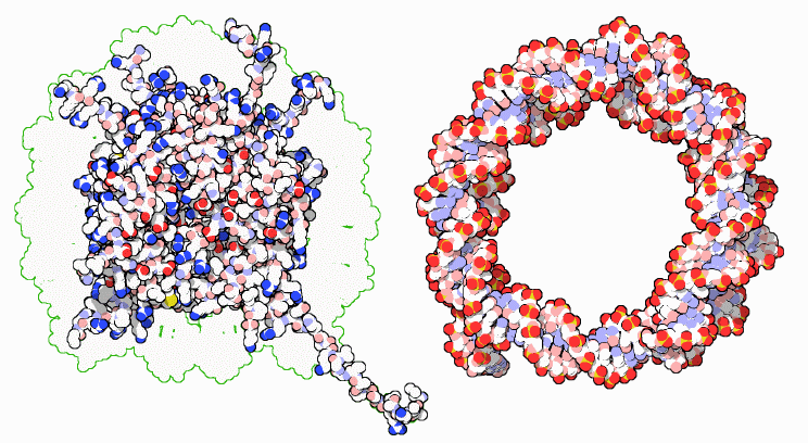 ヌクレオソーム（左：中心部分のヒストン、右：周辺部分のDNA）