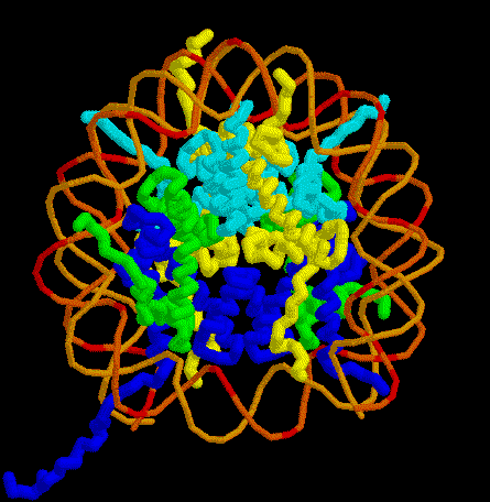 ヌクレオソーム（PDB:1aoi）