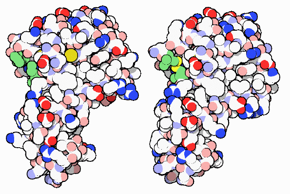 左：変異体リゾチーム（PDB:1l35） 右：通常のリゾチーム（PDB:1lyd）