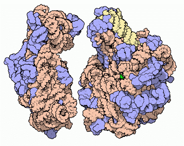 Ribosomal Subunits