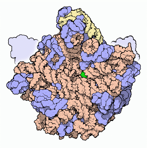 リボソームサブユニットの大きい方のサブユニット。橙と黄色はRNA鎖、青はタンパク質、淡い青は柔軟性が高くて構造が決定されていないタンパク質の概略の形（PDB:1ffk）