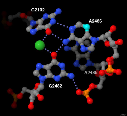 リボソームサブユニット大サブユニット（PDB:1ffk） ピンクはRNA、青はタンパク質の部分。赤はかつて合成反応を触媒すると考えられていたアデニン