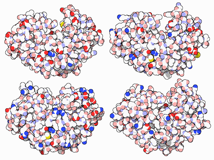 左上：ペプシン（PDB:5pep） 右上：キモシン（PDB:4cms） 左下：カテプシンD（PDB:1lyb） 右下：エンドシアペプシン（PDB:4ape）