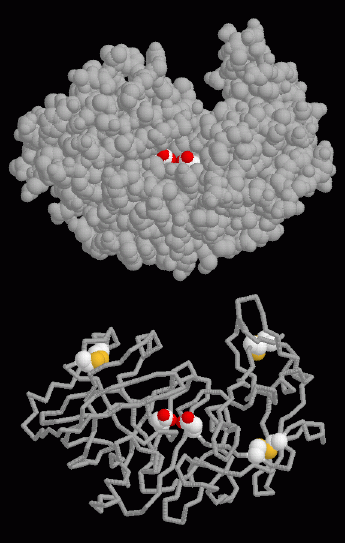 ペプシン（PDB:5pep）中央の赤と白の球で示した分子は活性部位のアスパラギン酸、下図の黄色の原子はシステインの硫黄