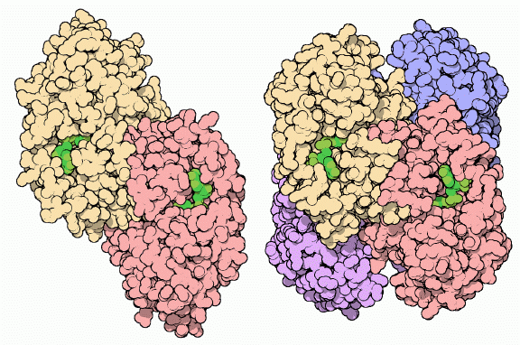 左：ヒトのアルコール脱水素酵素、右：好熱性細菌 Thermoanaerobiumbrockii のアルコール脱水素酵素（PDB:1ykf）