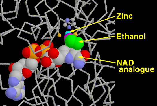 ウマのアルコール脱水素酵素の活性部位（PDB:1adc）基質のエタノールに加え、反応を助ける２つの分子（亜鉛とNAD類似物質）も結合している。