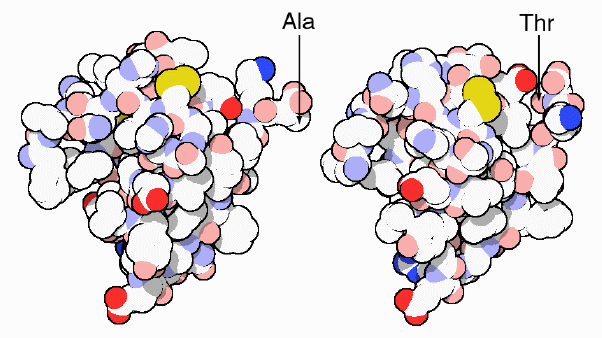 左：ブタのインスリン（PDB:4ins）、右：ヒトのインスリン（PDB:2hiu）