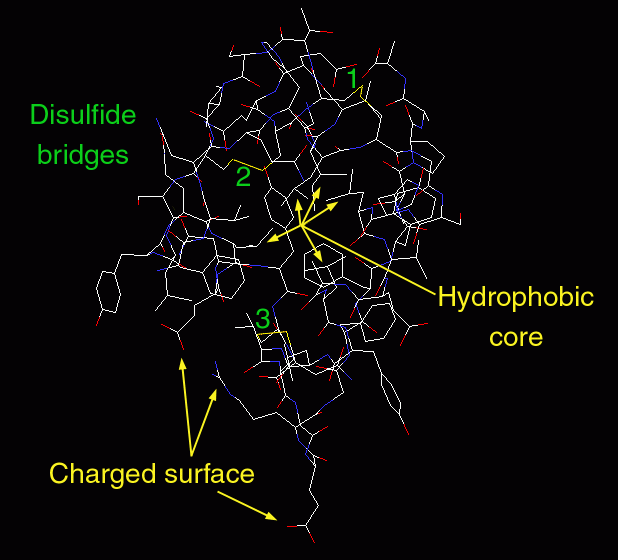 ヒトのインスリン（PDB:1trz）、疎水性の中心部、電荷を持つ表目、3つのジスルフィド結合が示されている。