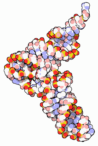 フェニルアラニン運搬RNA（PDB:4tna）