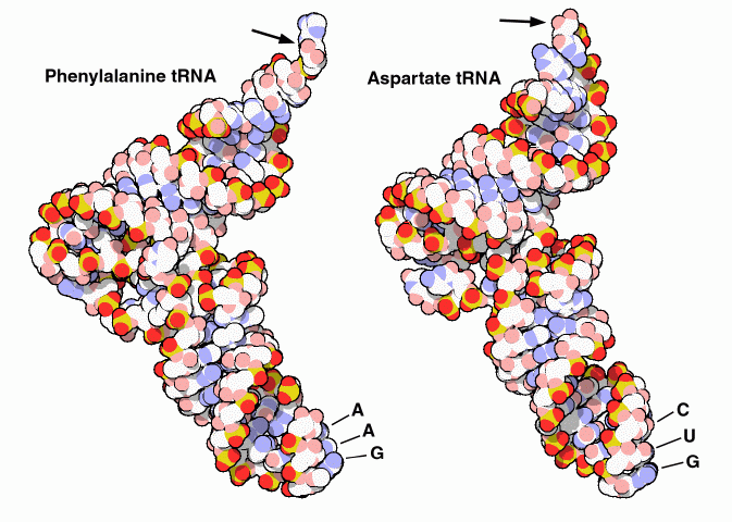 左：フェニルアラニン運搬RNA（PDB:4tna） 右：アスパラギン酸運搬RNA（PDB:2tra）