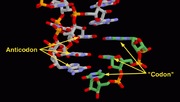 アスパラギン酸運搬RNA（PDB:2tra）ヌクレオチドの34〜36番はもう１分子結合しており互いに塩基対を形成している。