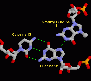 フェニルアラニン運搬RNA（PDB:4tna）通常のシトシン-グアニン塩基対に、メチル化されたグアニンが３つ目の塩基として対形成に参加している。