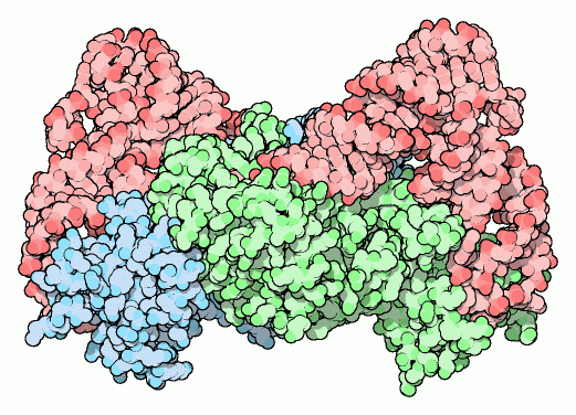 アスパラギン酸転移RNA（赤）とそのアミノアシル転移RNA合成酵素（青・緑）（PDB:1asz）