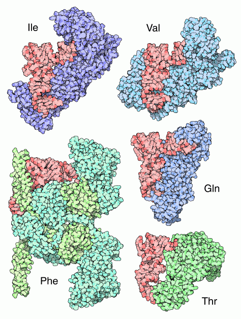 ５種類の・転移RNA複合体。赤が転移RNA。左上：イソロイシン用（PDB:1ffy）　左下：フェニルアラニン用（PDB:1eiy）　右上：バリン用（PDB:1gax）　右中：グルタミン用（PDB:1euq）　右下：スレオニン用（PDB:1qf6）