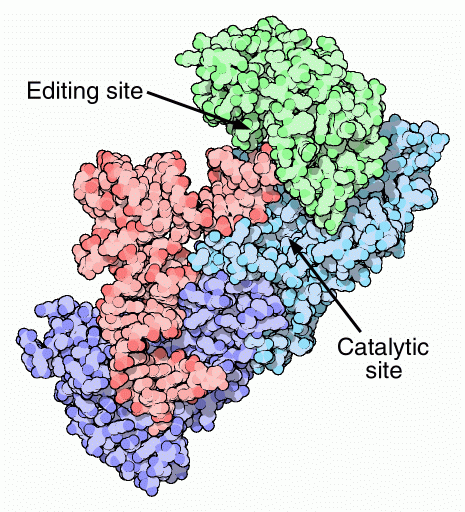 イソロイシン転移RNA合成酵素・転移RNA複合体（PDB:1ffy、赤は転移RNA）