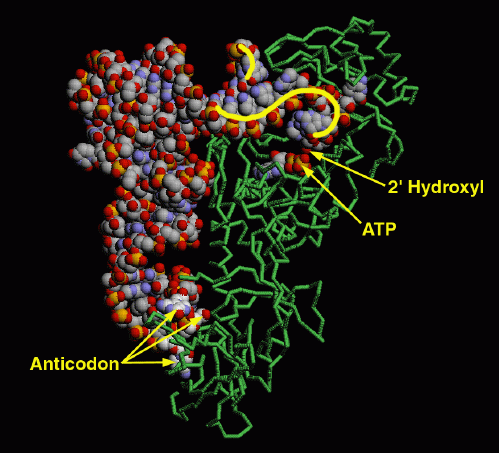 グルタミン転移RNA合成酵素とその転移RNA（PDB:1gtr）