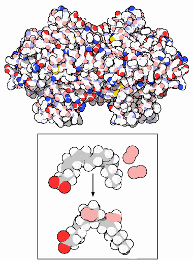 シクロオキシゲナーゼ（上、PDB:1prh）と触媒対象となる脂肪酸に酸素を付加する反応（下）
