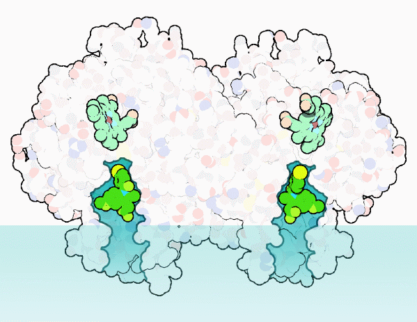 プロスタグラジン合成酵素（PDB:4cox、穴の奥にあるのは薬分子、その上方にあるのはヘム基）