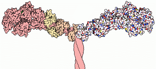 ミオシン（PDB:1b7t）