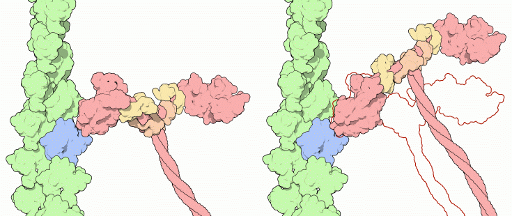 ミオシン（赤、橙、黄、左：リン酸放出前 PDB:1br1、右：リン酸放出後 PDB:2mys）とアクチン（緑、青、PDB:1atn）