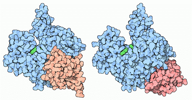 アクチン（青）とその切断タンパク質（左：ゲルゾリン（橙）PDB:1yvn、右：プロフィリン（赤）PDB:1hlu）
