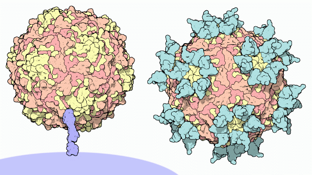 左：細胞表面の受容体に結合したライノウイルス（PDB:1dgi）　右：表面に抗体断片が結合したライノウイルス（PDB:1rvf）