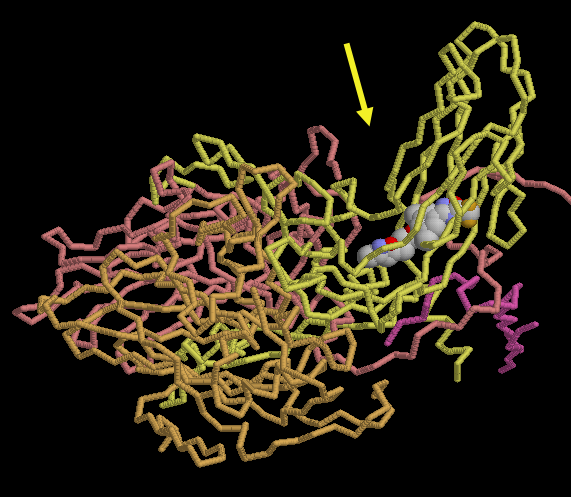 抗ウイルス薬プレコナリルを伴うライノウイルス（PDB:1c8m）