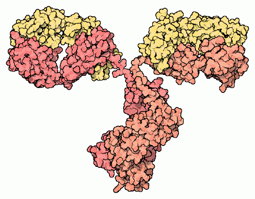 抗体（PDB:1igt、重鎖２つ（赤・橙）、軽鎖２つ（黄）の４量体、上端左右にある窪みが基質結合部位）